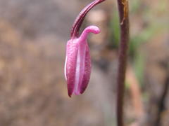 Eulophia hians hians