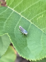 Graphocephala uhleri