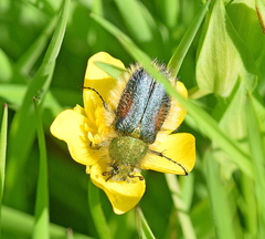 Pygopleurus humeralis