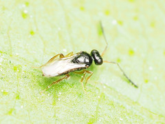 Ceraphronoidea