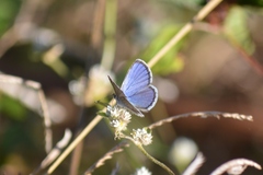 Hemiargus hanno