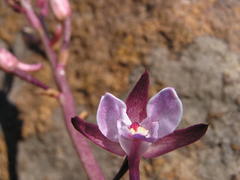 Eulophia hians hians