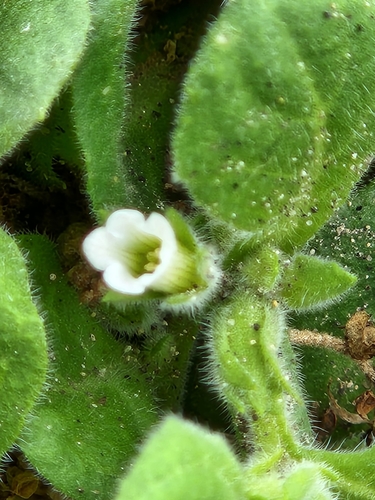 Nama jamaicensis (Nama jamaicensis)