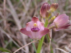 Eulophia hians hians