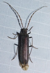Calopus angustus