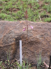 Eulophia hians hians