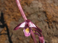 Eulophia hians hians