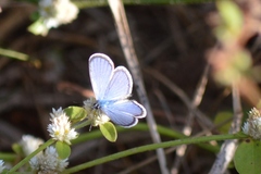Hemiargus hanno