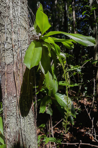 Notylia hemitricha