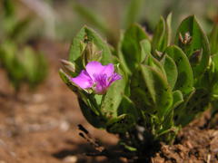 Polygala amatymbica