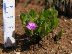 Polygala amatymbica