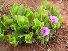 Polygala amatymbica