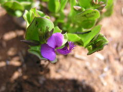 Polygala amatymbica