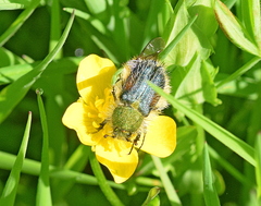 Pygopleurus humeralis