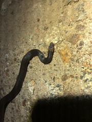 Atractus dunni
