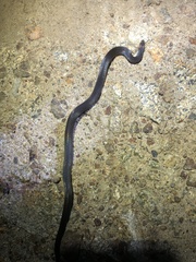 Atractus dunni