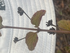 Verbena sphaerocarpa