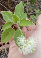 Croton ciliatoglandulifer