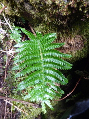Asplenium stellatum