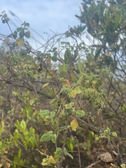 Verbena sphaerocarpa
