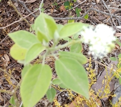 Croton ciliatoglandulifer