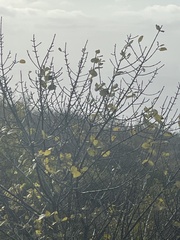 Sideroxylon socorrense