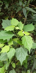 Alangium chinense