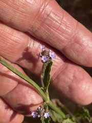 Verbena sphaerocarpa