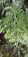 Microlepia strigosa