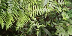 Microlepia strigosa