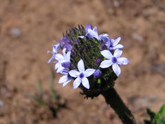 Pentanisia prunelloides prunelloides