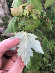 Acer rubrum drummondii
