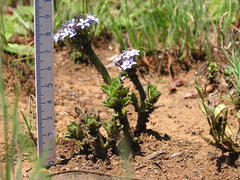 Pentanisia prunelloides prunelloides