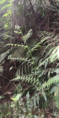 Microlepia strigosa