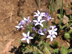 Pentanisia prunelloides prunelloides