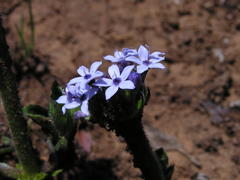 Pentanisia prunelloides prunelloides