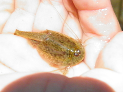 Triops longicaudatus