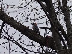 Melanerpes carolinus