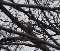 Melanerpes carolinus