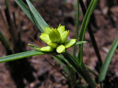 Cyperus sphaerocephalus