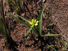 Cyperus sphaerocephalus