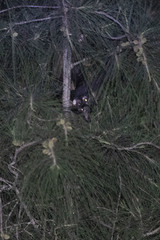 Paradoxurus hermaphroditus