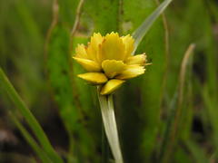 Cyperus sphaerocephalus