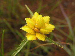 Cyperus sphaerocephalus
