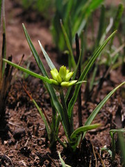 Cyperus sphaerocephalus