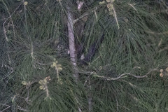 Paradoxurus hermaphroditus