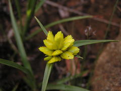 Cyperus sphaerocephalus