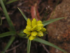 Cyperus sphaerocephalus