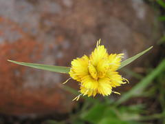Cyperus sphaerocephalus