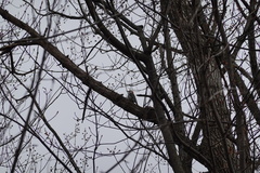 Melanerpes carolinus